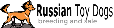 Russian Toy Dogs